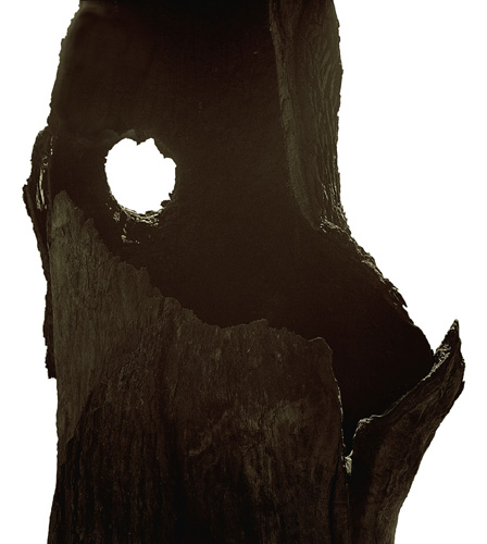 /galerie/img/11.strom.jpg