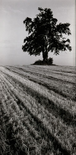 /galerie/img/14.buk.jpg