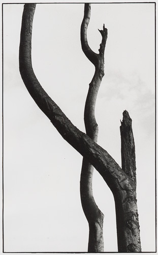 /galerie/img/3.Strom.jpg