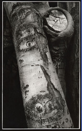 /galerie/img/4.Buk.jpg